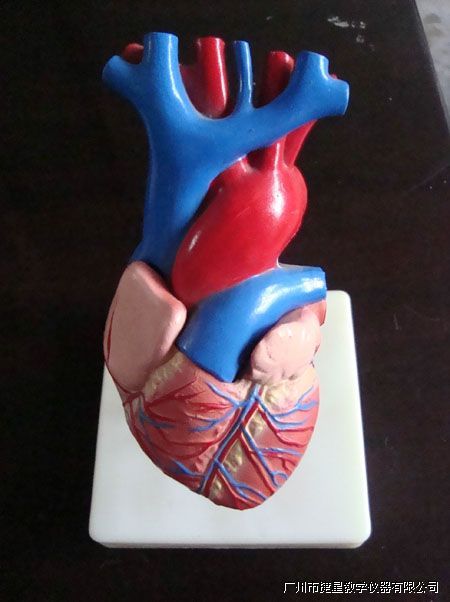 心脏解剖模型 - 初中生物 - 广州市捷星教学仪器有限